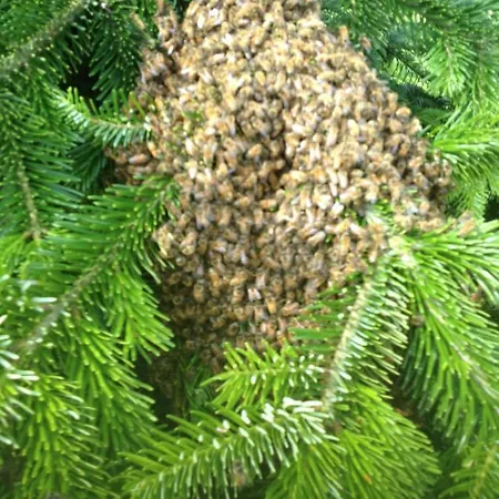 Zum Honigdieb 3* Ribnitz-Damgarten